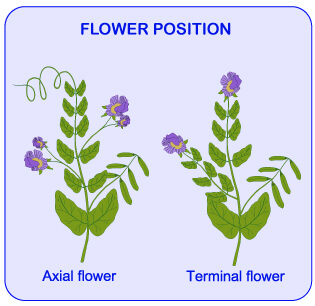 mendel and his work, mendel's seven traits, flower color, flower position, seed shape, seed color, stem heigh, pod shape, pod color, dihybrid cross, m